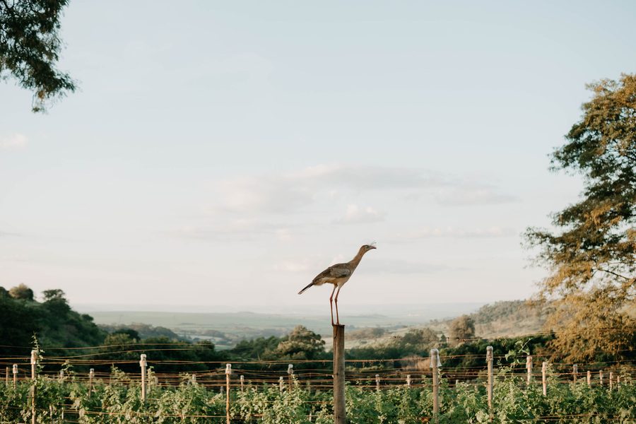 Casais – A memory for life – foto 4 | Ever Two Fotografia e Filme de casamento em Ribeirão Preto